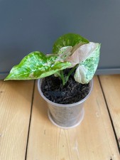 Syngonium Confetti Tricolor