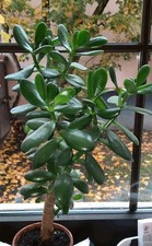 Geldbaum, Pfennigbaum, Crassula Ovata, ca. 40 cm, pflegeleich, kräftiger Wuchs