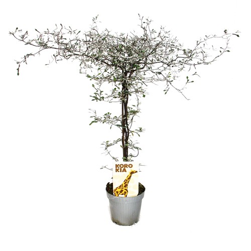 Exotenherz corokia - exotenherz,