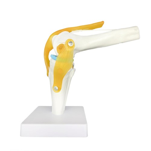 Anatomie skelett modell - anatomie,