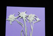 3x echtes Edelweiß ,gepresst