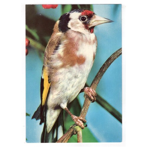 Stieglitz distelfink - stieglitz,,