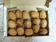 Walnuß  Walnuss  15 Paare Walnussschalen, Walnusshälften Nr. 8