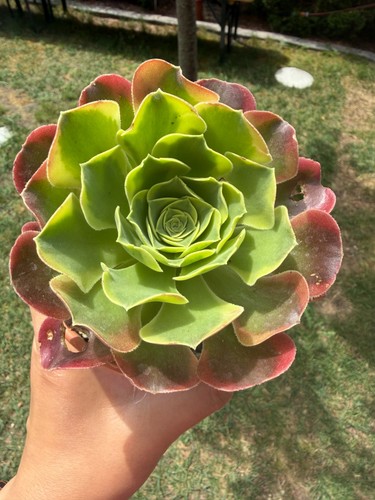 Aeonium tesla variegated - aeonium,