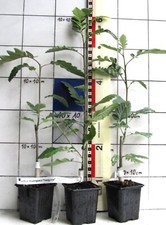 Sorbus thuringiaca "Fastigiata"- Eberesche - Säulenform