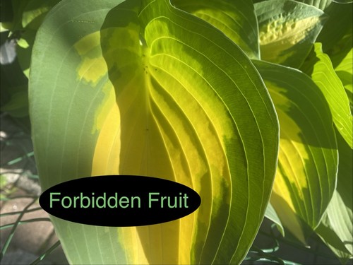 Forbidden fruit 1 teilstück - ,,