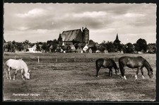 Verden, Dom, Pferdeweide, Stadtansicht, Ansichtskarte 
