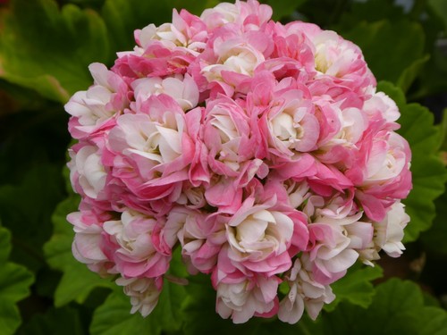 Pelargonie geranie april - geranie, "april