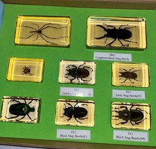 Käfer Und Spinnen Präparate