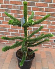 Araucaria araucana (90-100