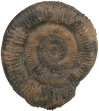 Lias   Dactylioceras commune