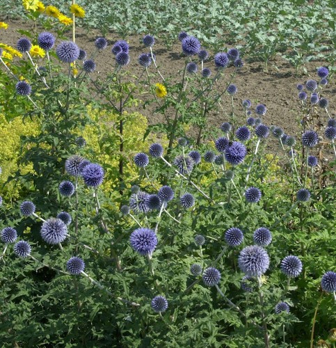 Kugeldistel echinops - kugeldistel,