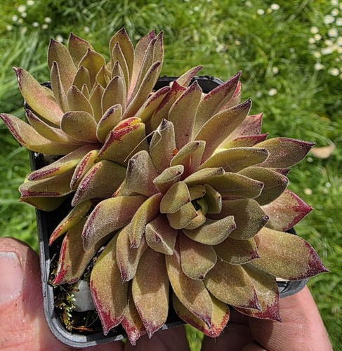 Sempervivum golddrop dachwurz - sempervivum,