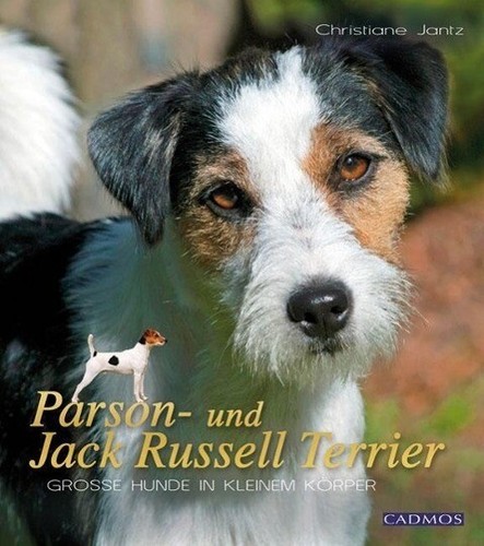 Parson und jack russel - jack,