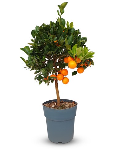 Orangenbaum obstbaum - orangenbaum,