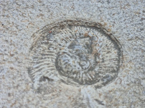 Versteinertes fossil abdruck - versteinertes,