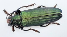 Buprestidae demochroa - buprestidae,,
