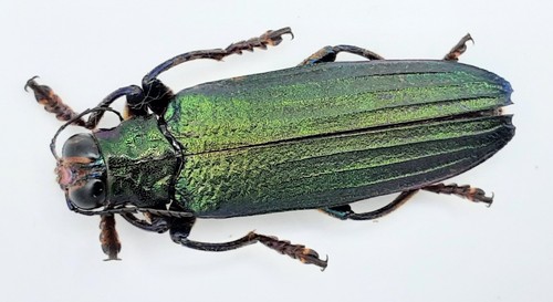 Buprestidae demochroa - buprestidae,,