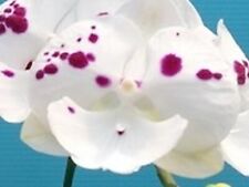 SALE! Taiwan Orchidee