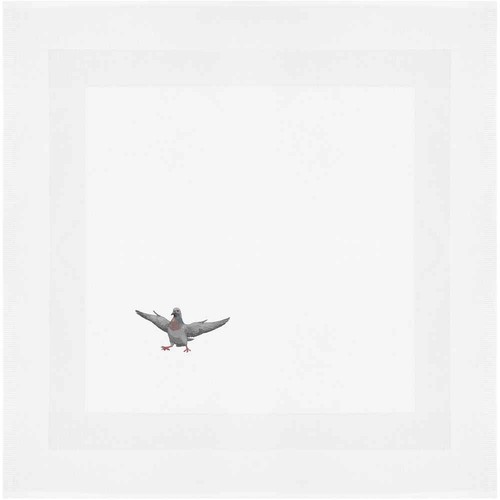 Pigeon with attitude cotton - 'pigeon,