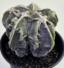 Ausgefallener Astrophytum