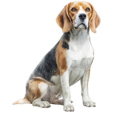 2x Sticker Beagle Car Sticker