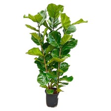 Ficus lyrata - Geigenfeige -