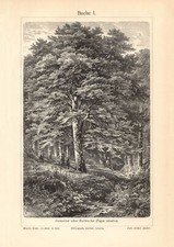 Buche I. - II. historischer