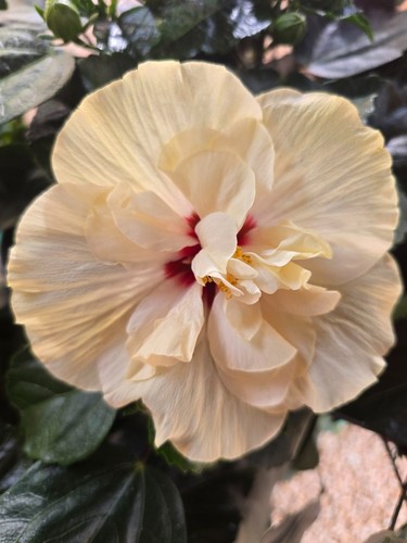 Hibiskus rosa sinensis - , nicht