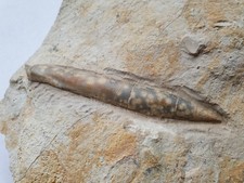 Tolles Hibolithes semisulcatus in situ - Malm - Belemnit-Bischberg-alte Sammlung