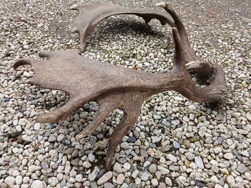 Damhirsch geweih - damhirsch, ,geweih