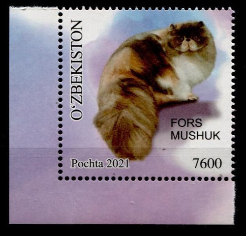 Katzen perserkatze 1w - perserkatze.,