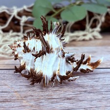 Murex Endivia 8cm echte