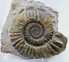 Arietites bucklandi 21,5 cm, Lias alpha, Arietenschicht, Ariet, Ammonit