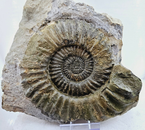 Arietites bucklandi cm - arietites,