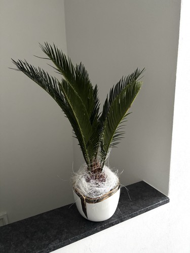 Edler palmfarn cycas - edler, (cycas