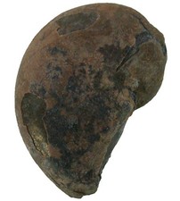 Karbon dolorthoceras striatum - karbon,