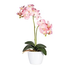 2er Set Phalaenopsis ca 50cm