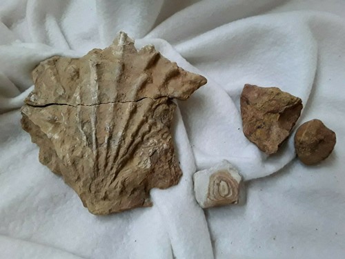 Versteinerungen sammlung - versteinerungen,