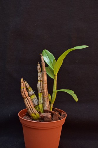 Dendrobium williamsonii