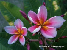 Frangipani Plumeria - Muang