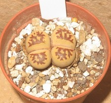 Lithops dorotheae Lebende