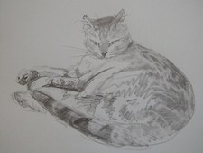 Bleistiftzeichnung Katze