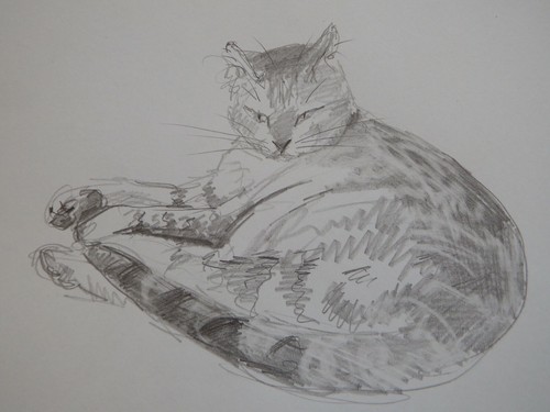 Bleistiftzeichnung katze - bleistiftzeichnung,