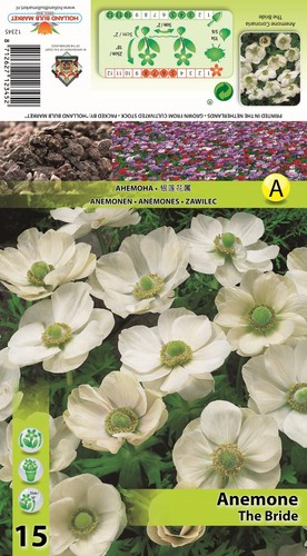 Anemone the - @,
