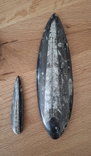 Orthoceras poliertes fossil - 2x,