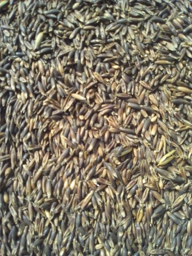 Schwarzhafer pferdefutter - schwarzhafer,,