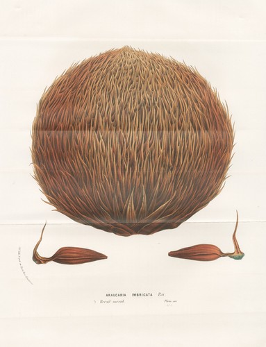 Araucaria imbricata araukarie - araucaria,