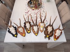 Nr. 13 Rehgeweihe Geweihe Deko