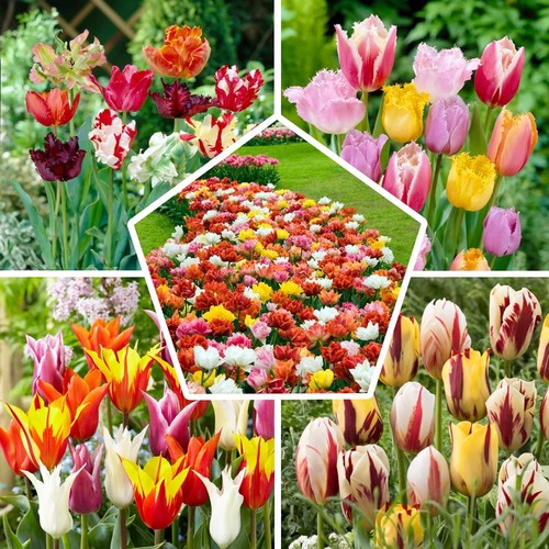 Tulpen zwiebeln winterhart - zwiebeln,